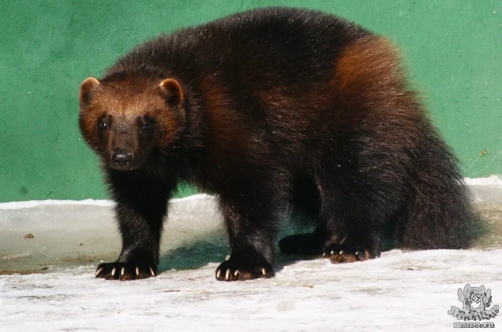 Зверь похожий на медведя