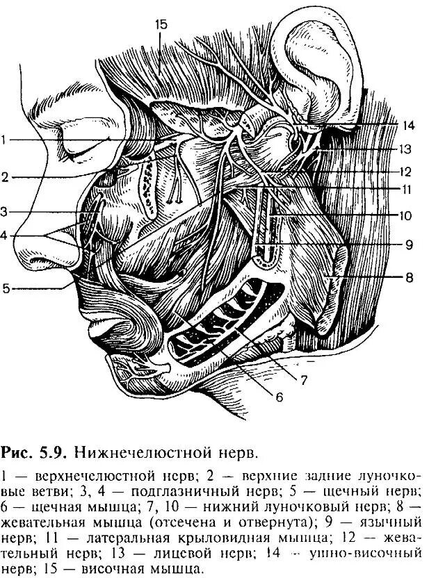 К чувствительным ветвям нижнечелюстного нерва относятся. Язычная ветвь нижнечелюстного нерва. Анатомия 3 ветви тройничного нерва. Чувствительные ветви нижнечелюстного нерва. Анатомия 3 ветви тройничного нерва.
