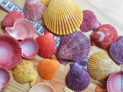 Цвет ракушки