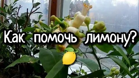 Лимон сбросил