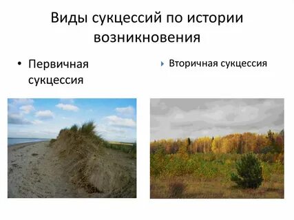 Сукцессия