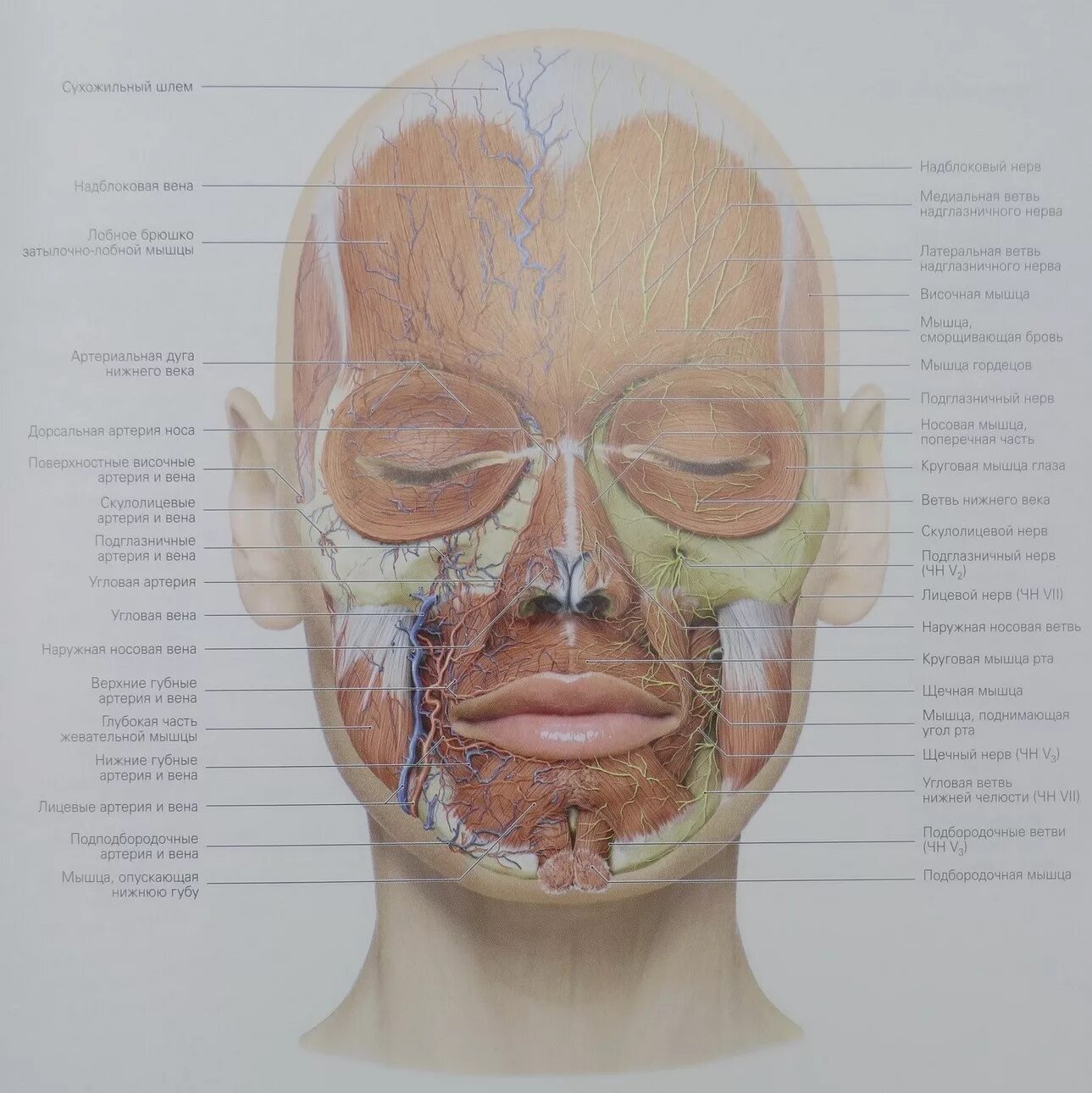 Анатомия лица мышцы нервы сосуды. Иннервация лица анатомия для косметологов. Анатомия лица сосуды и нервы для косметологов. Атлас анатомические строения лицевых нервов.