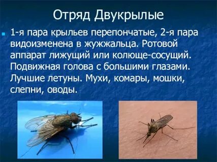 Двукрылые характеристика