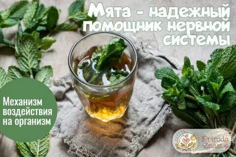 Мята успокаивает