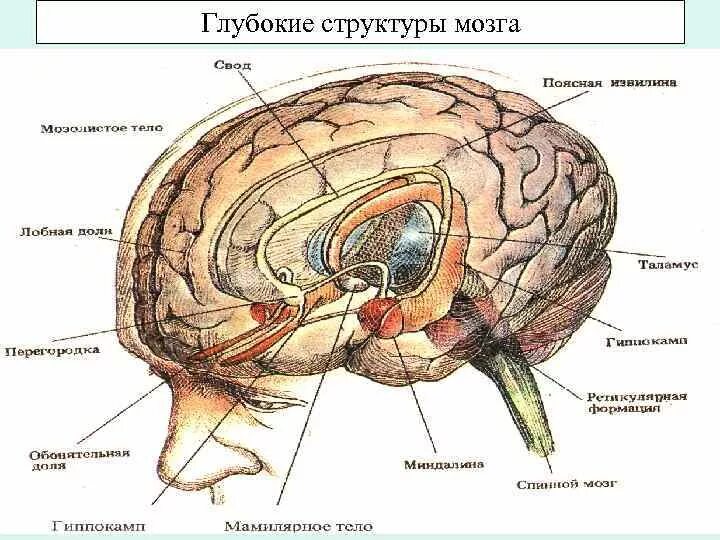 Глубокие структуры головного мозга. Состав мозга. Мозг структуры мозга. Специфические структуры мозга.