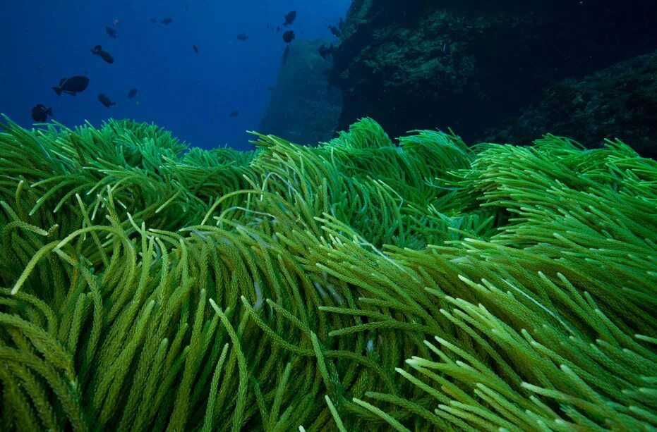 Придонные водоросли. Arthrospira водоросли. Морские водоросли спирулина. Spirulina водоросль. Микроводоросли спирулина.