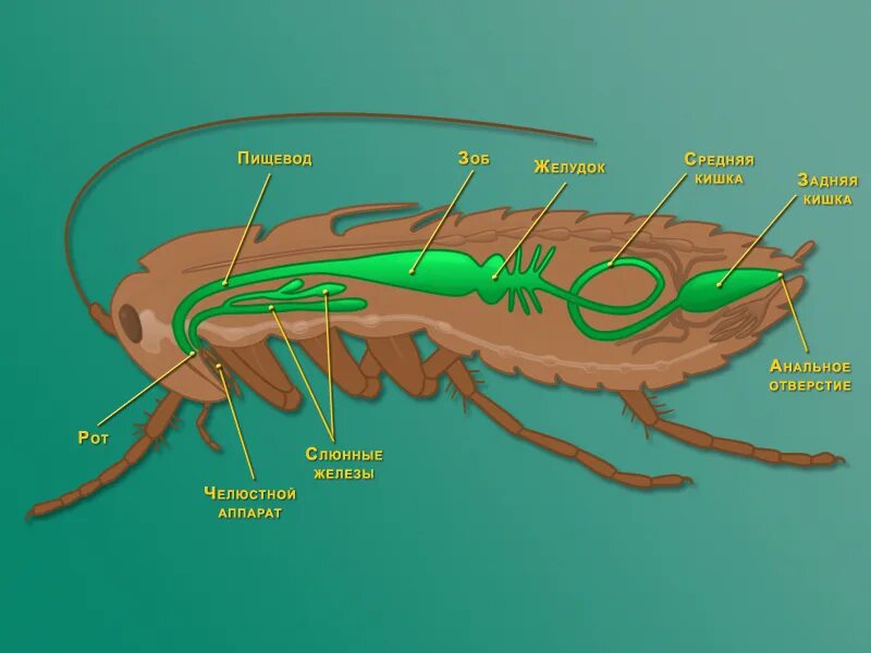 Какие системы у насекомых. Внутренне строение таракана. Пищеварительная система кузнечика. Строение пищеварительной системы таракана. Внутреннее строение насекомых пищеварительная система.