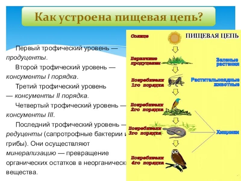 Консументы продуценты редуценты таблица 1 2 3 порядка. Продуценты редуценты консументы 1 порядка. Продуцент консумент 1 порядка консументы 2 порядка консументы 3. Консументы 2) редуценты.