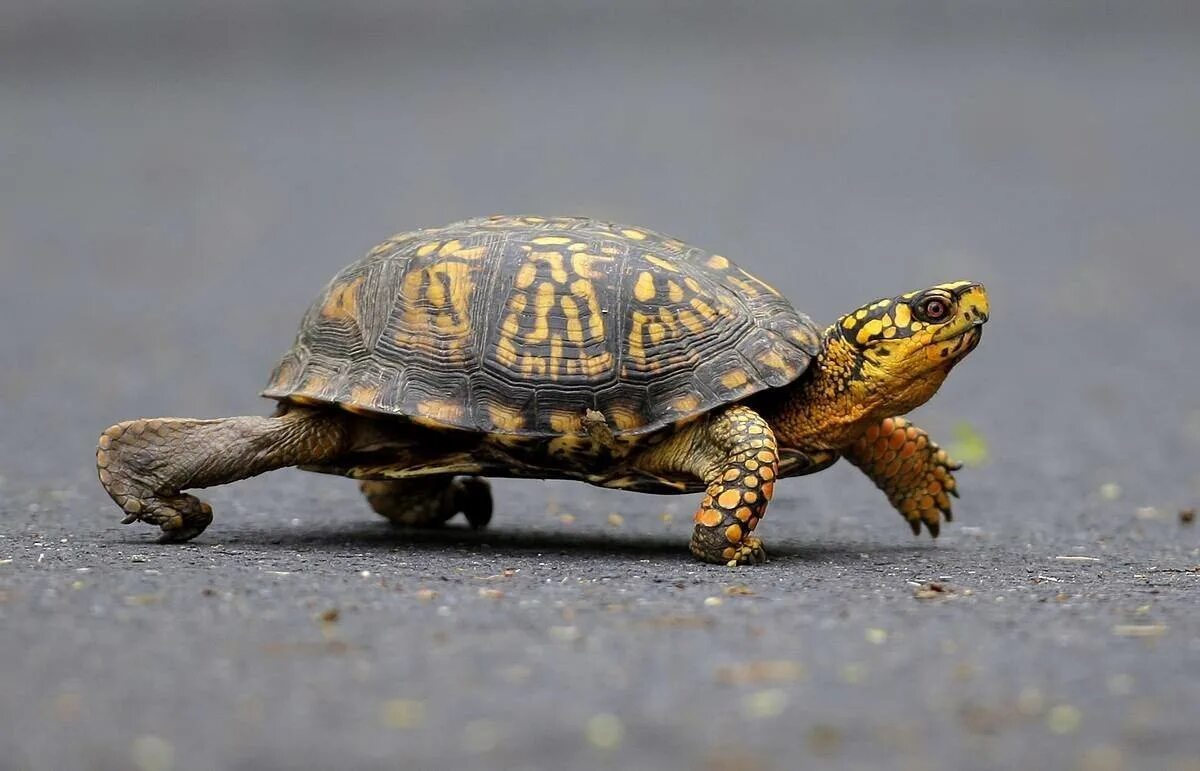 Make the turtle