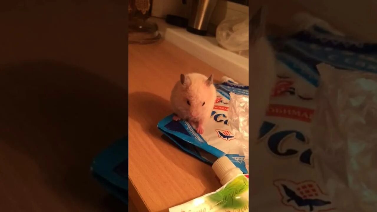 Хомяк сломался. Лапки джунгарского хомяка. Хомяк упал с высоты. Хомяк падает. Хомяк упал с высоты.