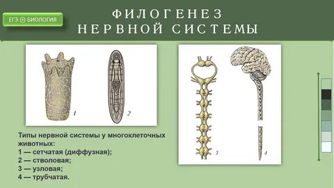 Тип нервной системы у хордовых животных
