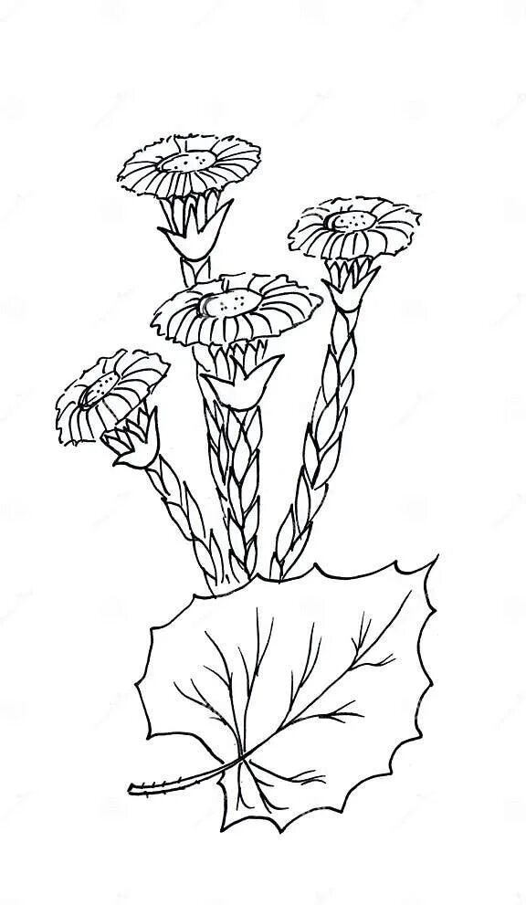 Первоцветы мать-и-мачеха. Раскраска первоцветы для детей мать и мачеха. Мать-и-мачеха цветок рисунок карандашом. Мать и мачеха растение карандашом.