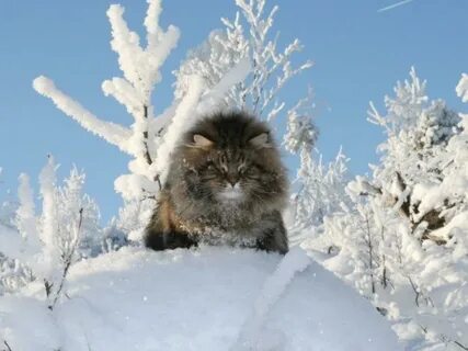 Кот иней