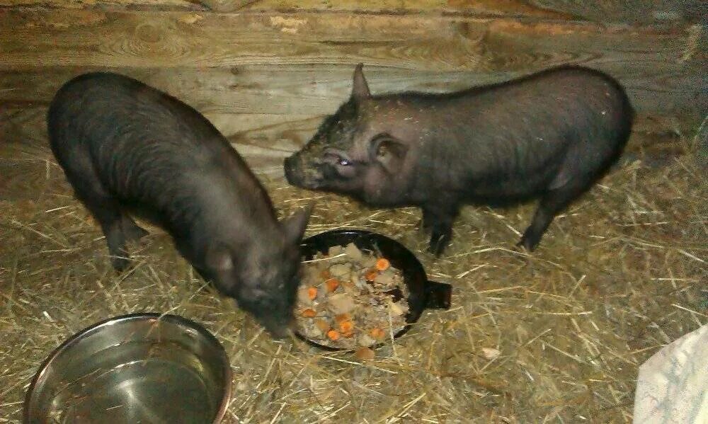 Свинья ест мясо. Вьетнамская вислобрюхая свинья. вьетнамская вислобрюхая свинья мясо. вьетнамская вислобрюхая свинья еда. поросята кармалы и вьетнамцы.