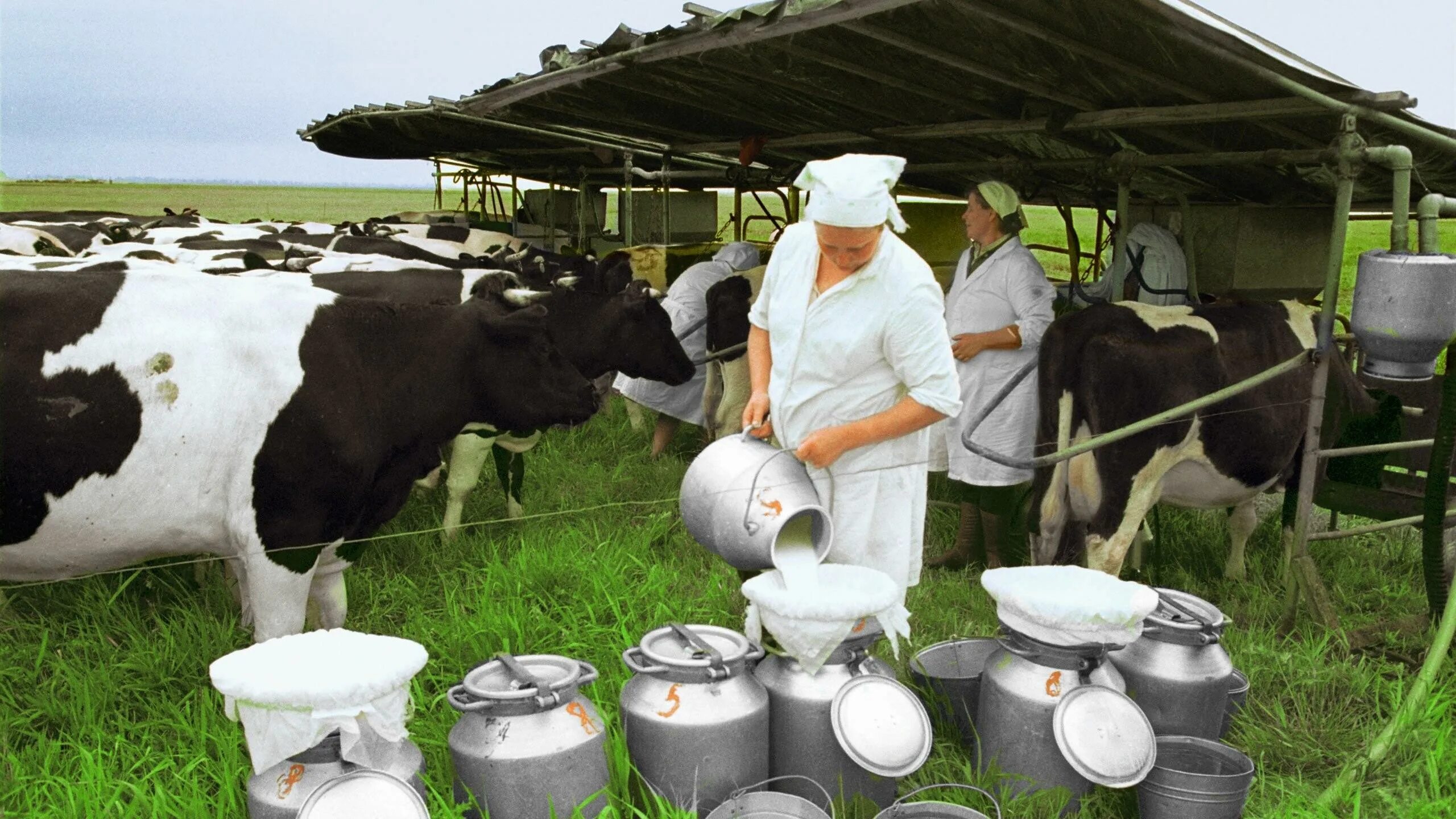 Корова в хозяйстве. Корова молоко. Коровы на ферме. Доярка с коровой. Питьевое хозяйство
