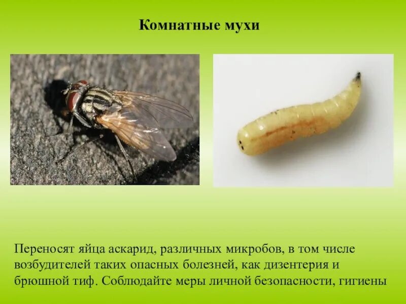 Личинки комнатной мухи