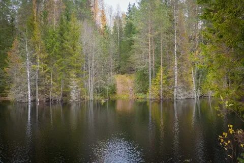 Тихвинский лес
