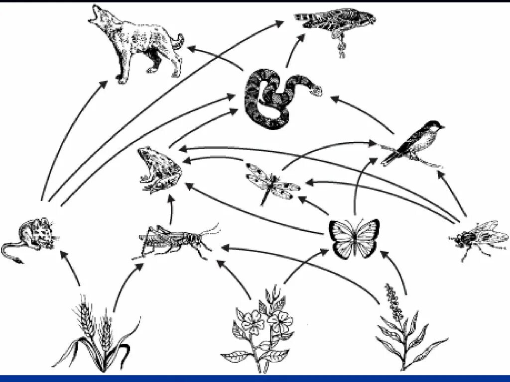 Цепи питания природной экосистемы. Пищевая цепочка биоценоза городского парка. Трофические связи схема пищевых связей. Пищевая цепь Лесной экосистемы. Трофическая сеть Луга схема.