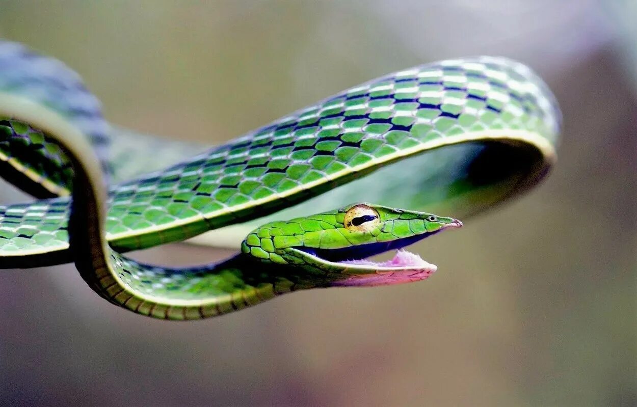 Мир про змей. Змея длиннорылая плетевидка. Ринхофис Буланже. Виноградная змея (длиннорылая плетевидка). Плетевидная зеленая змея.