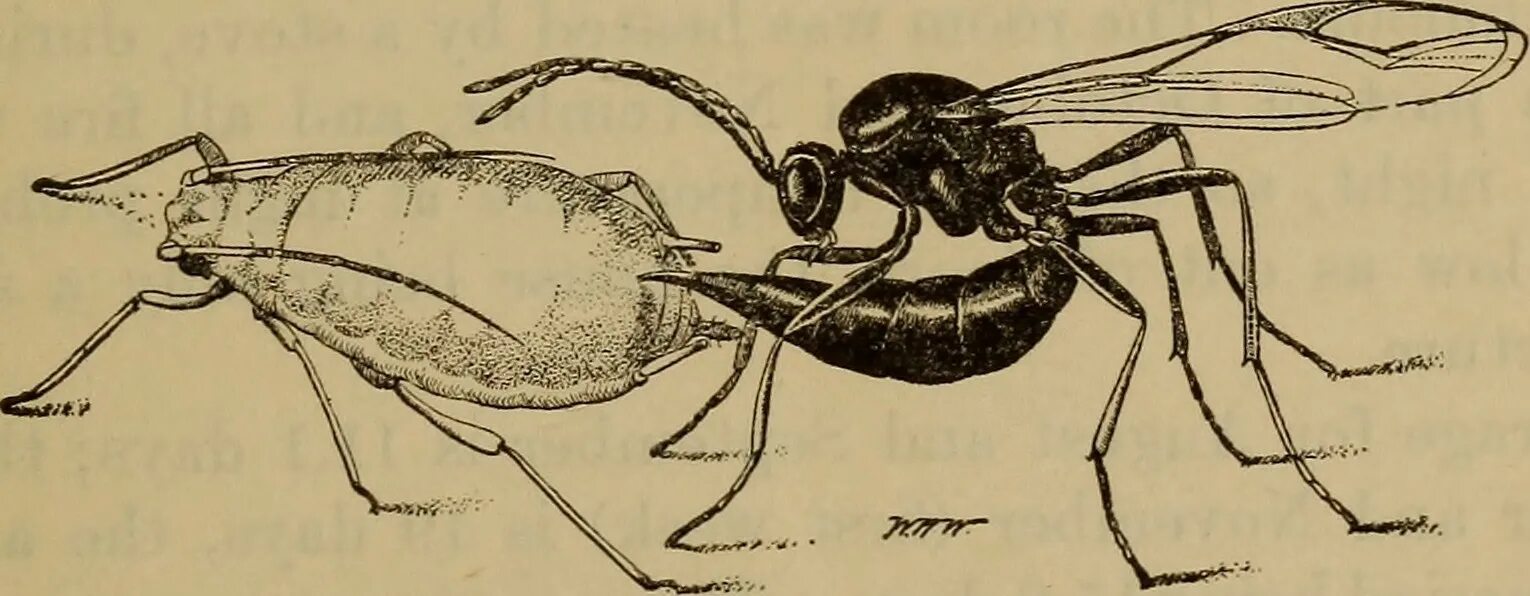 Афидиус колемани. Афидиус колемани (Aphidius colemani). Lysiphlebus testaceipes. Насекомые паразитоиды.
