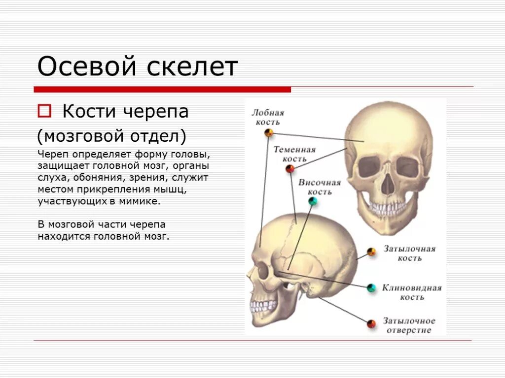 Скелет включает в себя следующие отделы. Осевой скелет добавочный скелет. Осевой скелет человека ( череп и позвоночник). Осевой скелет кости образующие отдел. Мозговой отдел черепная коробка кости скелета.