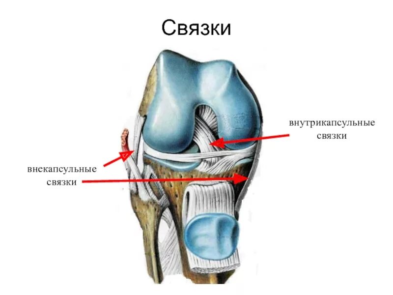 Связка называться. Коленный сустав атлас Синельникова. Анатомия коленного сустава Синельников. Коленный сустав атлас Неттера. Анатомический атлас коленного сустава.