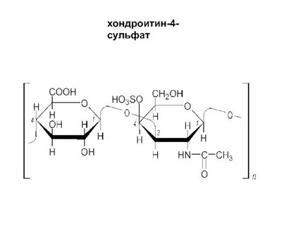 Хондроитин сульфат биологическая роль