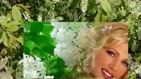 Песня черемуха кутидзе цветет