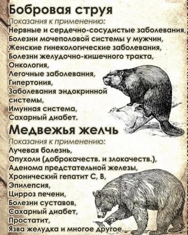 инструкция к бобровой струи. применение бобровая бобровая струя. бобровая струя. лечит ли бобровая струя. лекарство струя бобра.