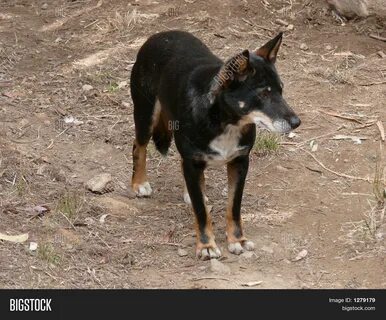 изображения и фото (бесплатная пробная версия) Bigstock