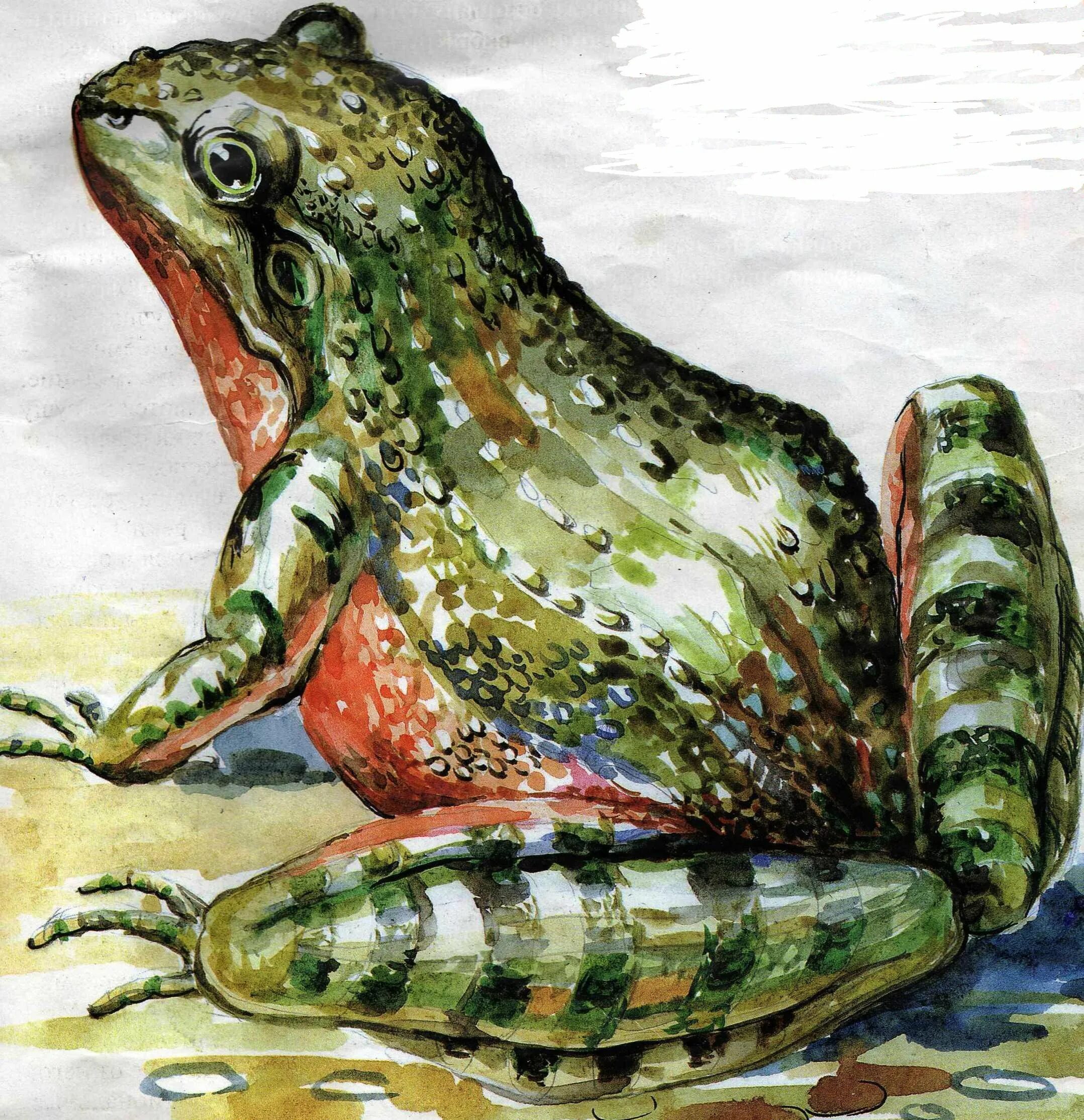 Акварельный скетч лягушка. Лягушка живопись акварель. Картинки лягушки для срисовки. Жаба живопись. Картина лягушка для детей.