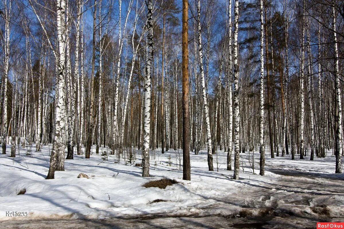 ранняя весна. пейзаж сарова. помните каким шумным был подмосковный лес весной и летом. ранняя весна. помните каким шумным был подмосковный лес весной.