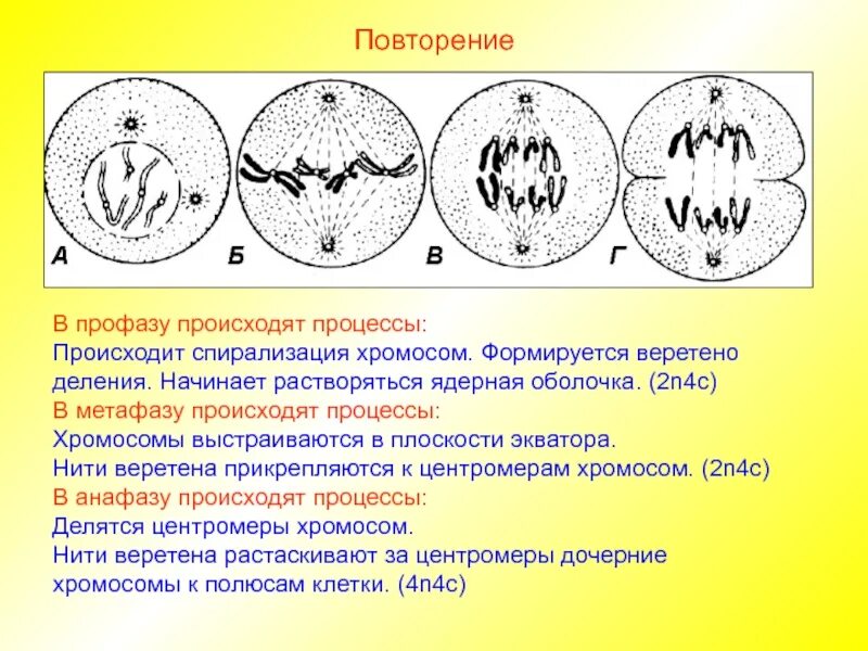 Спирализация хромосом исчезновение ядерной оболочки. Формирование веретена деления митоз. начало образования веретена деления митоз. спирализация хромосом происходит в. формирование веретена деления.