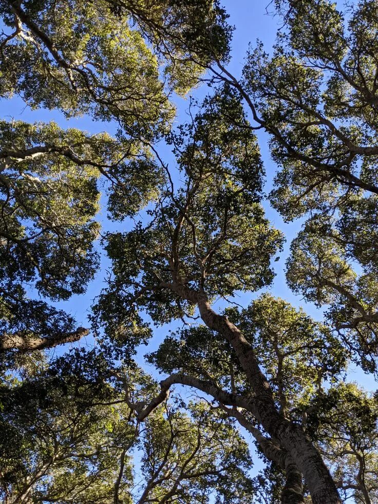 Феномен деревьев. Застенчивость крон. crown shyness деревья. застенчивость кроны у деревьев. деревья которые не соприкасаются.