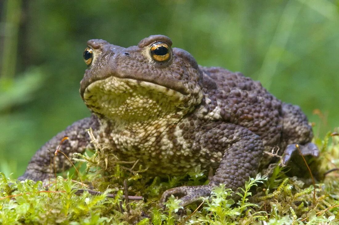 жабы вики. индийская лягушка-бык. лягушка прудовая паротиды. тростниковая жаба (bufo marinus).