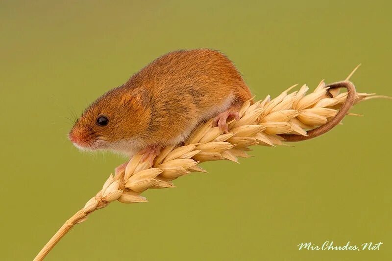 Мышь Малютка полевка. Мышь-Малютка – Micromys minutus. Рыжая Лесная полевка. Рыжая мышь полевка. Хомяки полевки