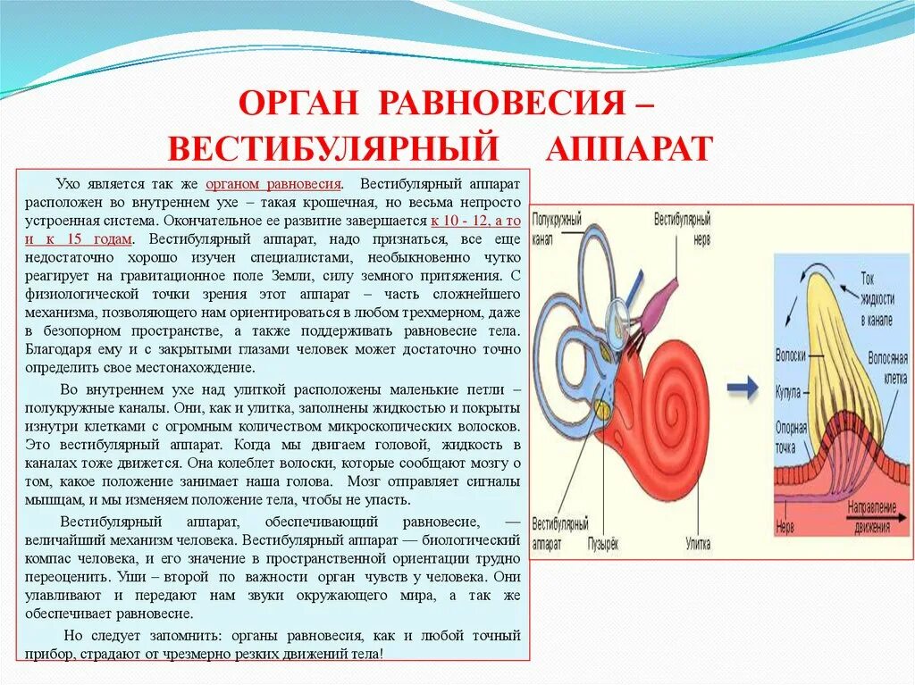 Орган равновесия вестибулярный