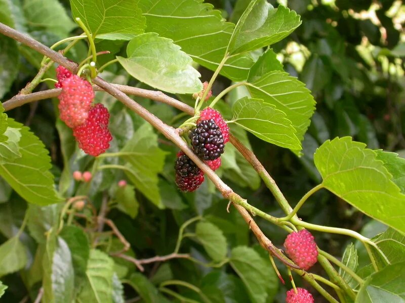 киви шелковица