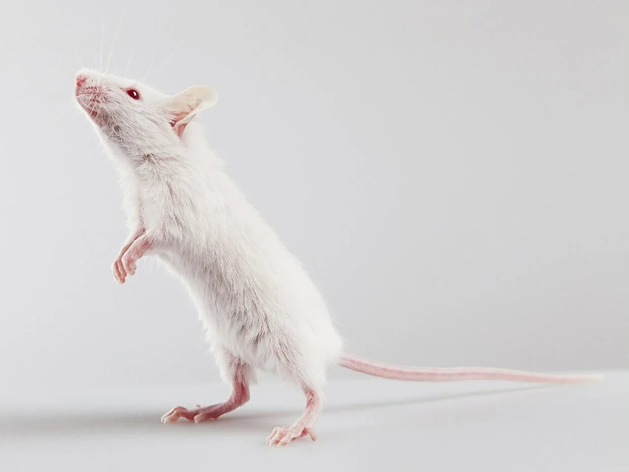 Домашние белые мыши. Белая мышь. Миша белый. Мышка на задних лапках.