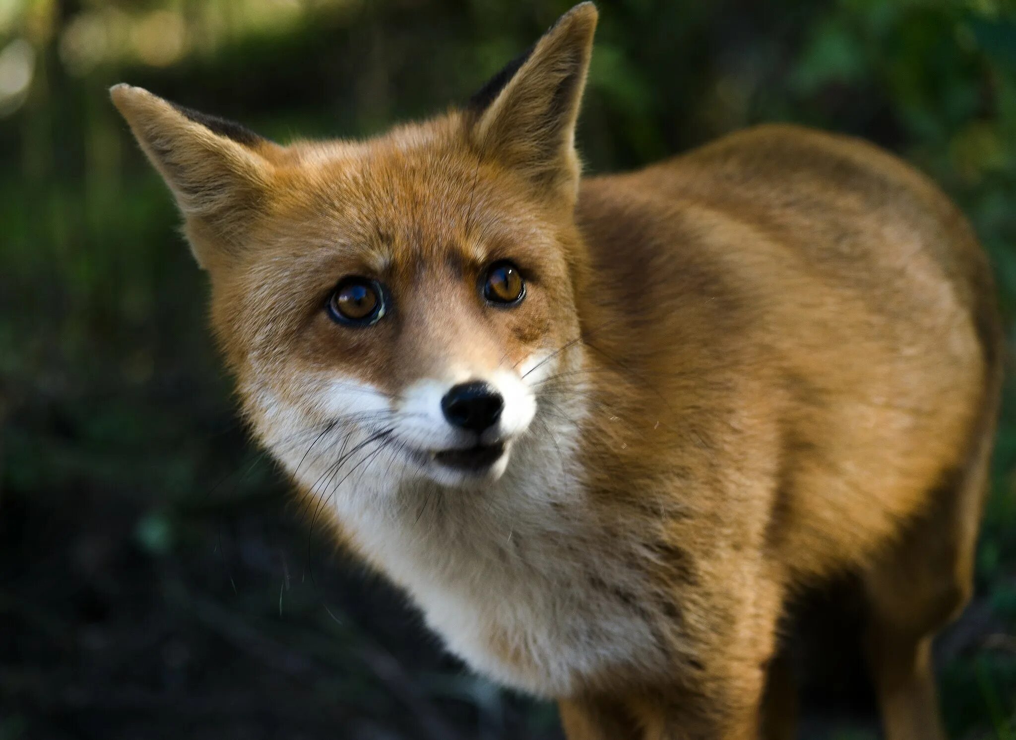 Лиса. Обыкновенная лисица. Хищные животные лиса. Фото Лис. Fox см