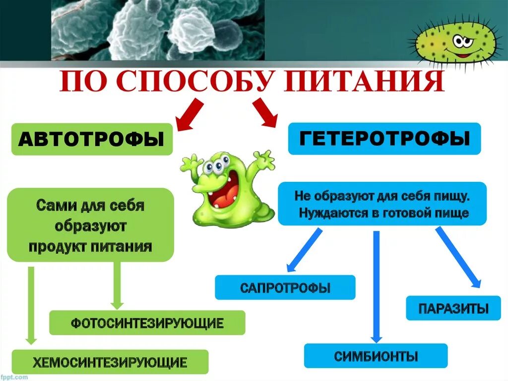 Схема питания бактерий 5 класс биология. Питание бактерий автотрофы и гетеротрофы. Питание клетки 5 класс автотрофы и гетеротрофы. Тип питания вирусов.
