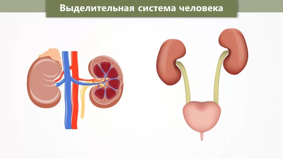 Выбери органы выделения человека. Система выделения человека схема. Органы выделительной системы рисунок. Выделительная система человека схема 4 класс. Выделительная система схема 4 класс.