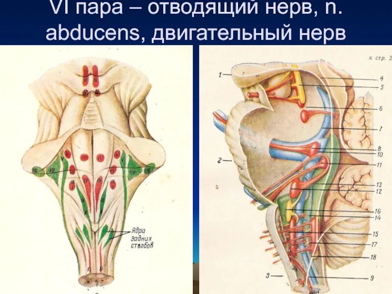 Пути черепных нервов. Vi пара - отводящий нерв, n.. Черепные нервы отводящий нерв. Отводящий нерв (vi пара черепных нервов). Vi пара черепных нервов - отводящий нерв, nervus ABDUCENS.