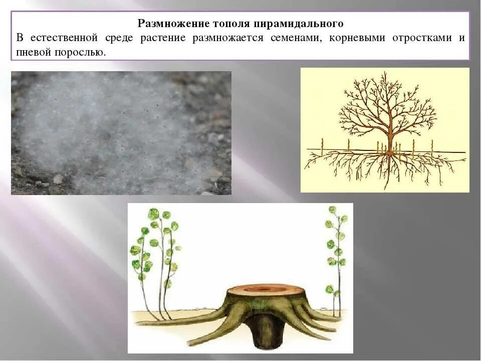 Размножение пирамидального тополя черенками. Тополь пирамидальный размножение. Тополь пирамидальный способ размножения. Корневая система тополя. Тополь множественное