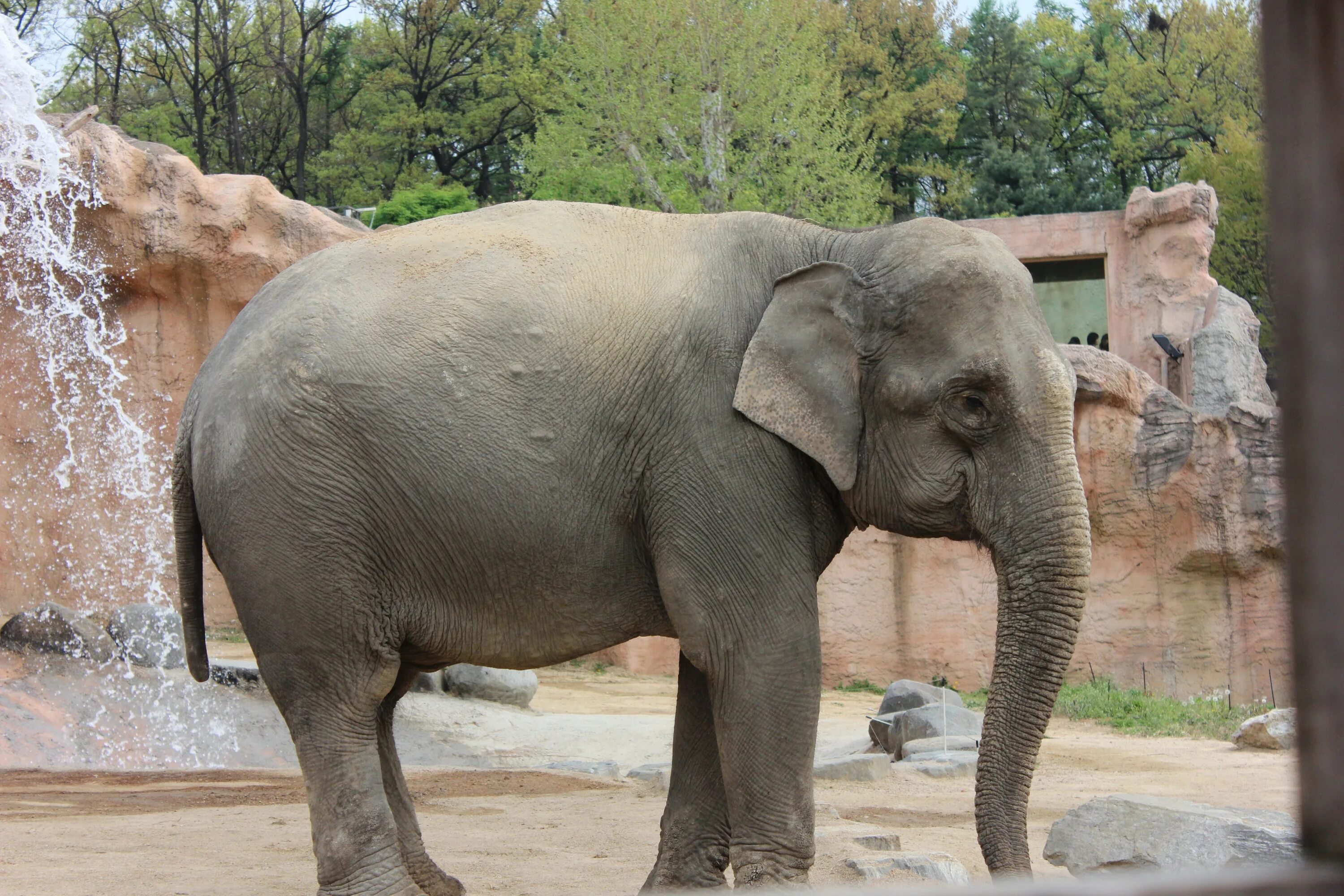 Африканский слон в зоопарке. Индийский слон. Индийские слоны. Индийский зоопарк слонов.