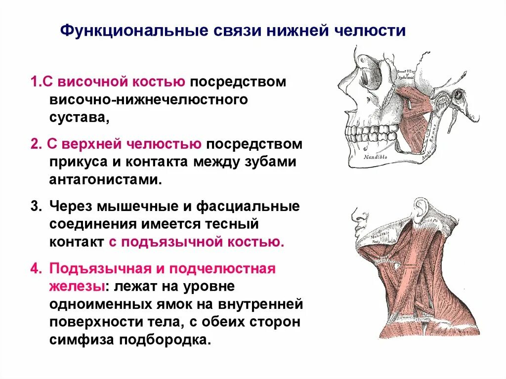 Подвижное соединение челюстей. Челюстной сустав анатомия. Кости черепа соединения нижнечелюстная кость. ВНЧС кости. Соединение костей черепа анатомия сустав нижней челюсти.