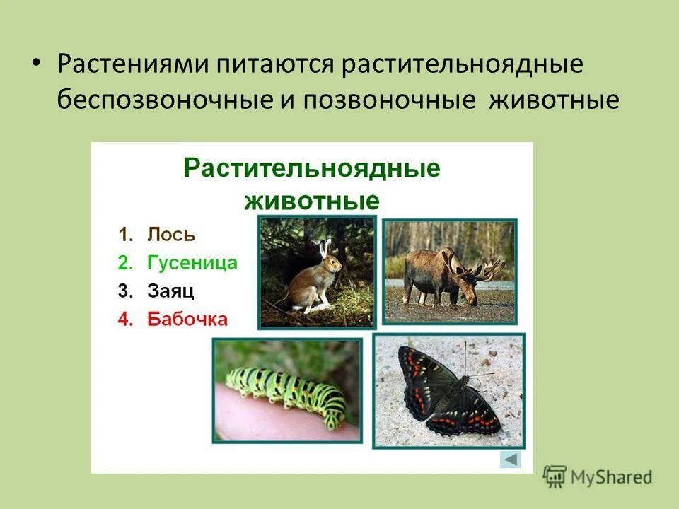 растительноядные хищники всеядные. питание и пищеварение растений. какими растениями питаются животные. растительноядные беспозвоночные и позвоночные животные. растительноядные животные.