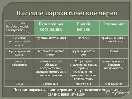 Циклы плоских червей