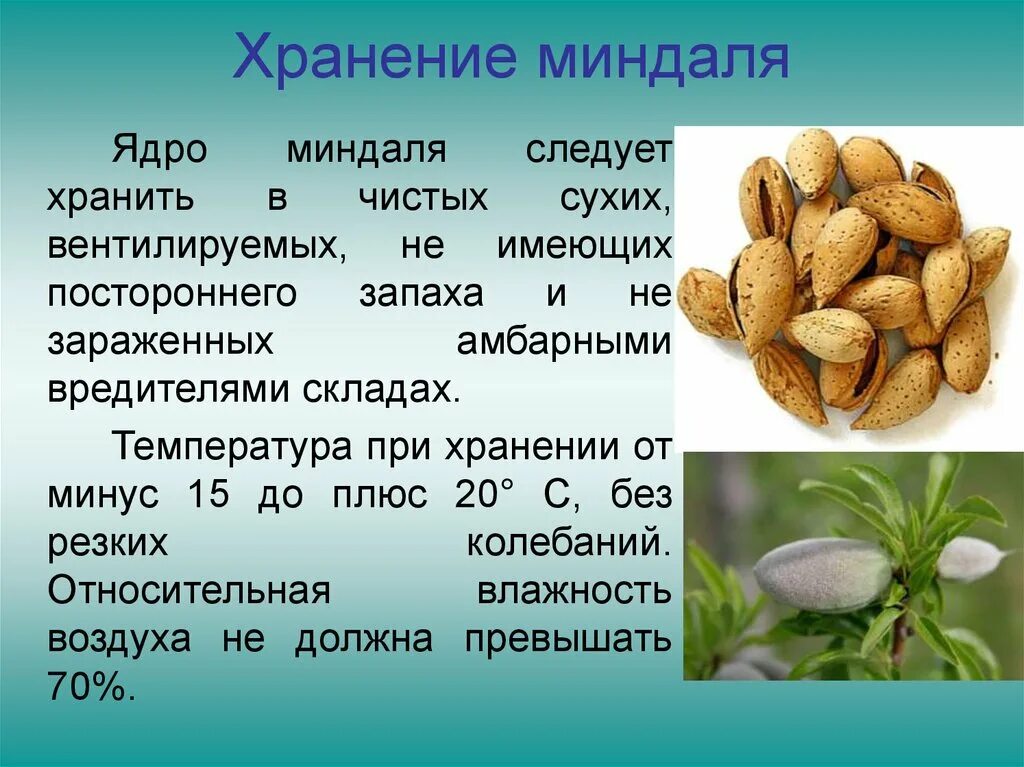 Польза миндального ореха