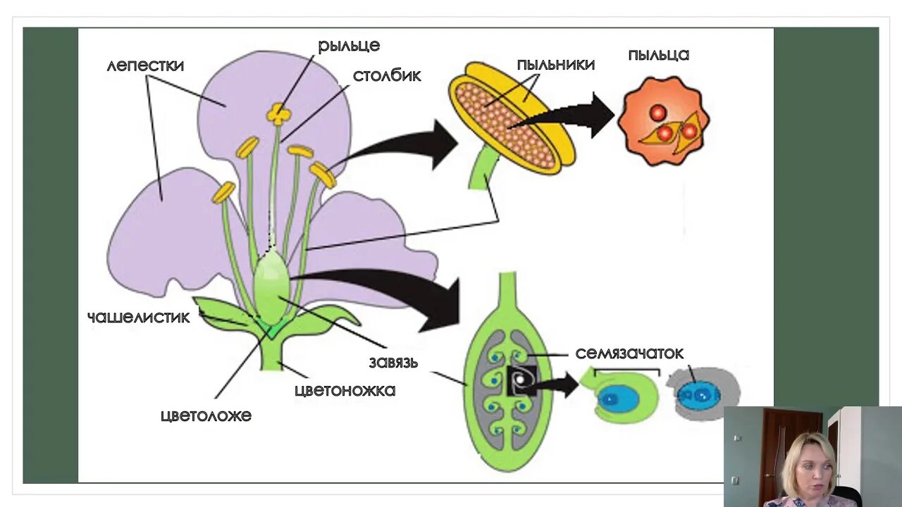 Спорогенез и гаметогенез у цветковых растений. Оплодотворение растений. Спорогенез цветковых. Сперматогенез у покрытосеменных.